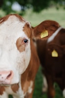 a cow with a yellow tag