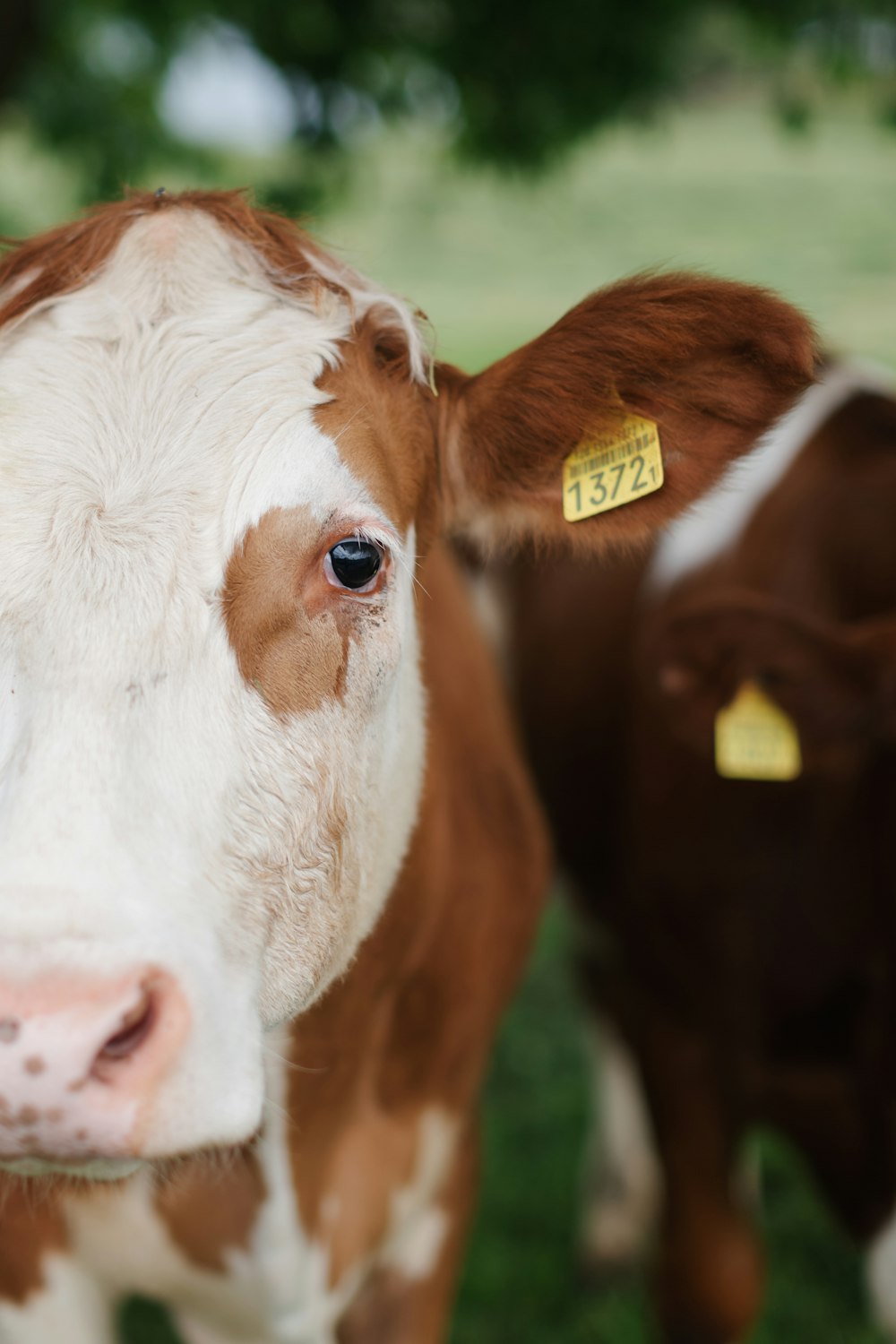 une vache avec une étiquette jaune