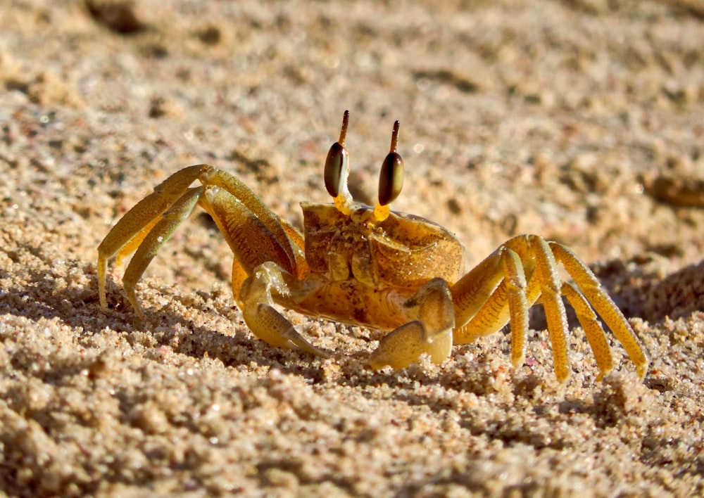 a crab on sand