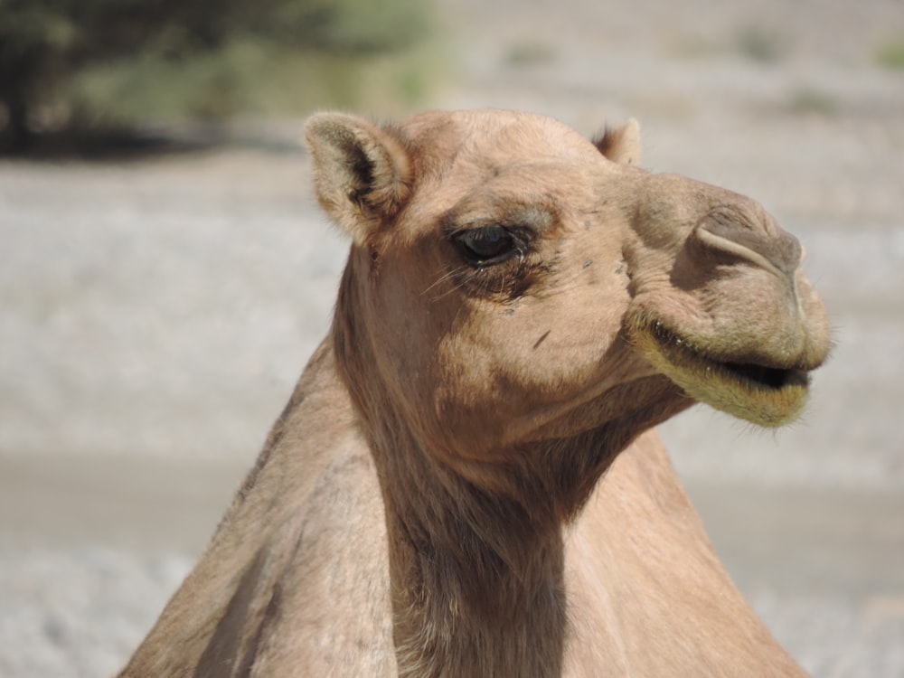 a camel with a white background