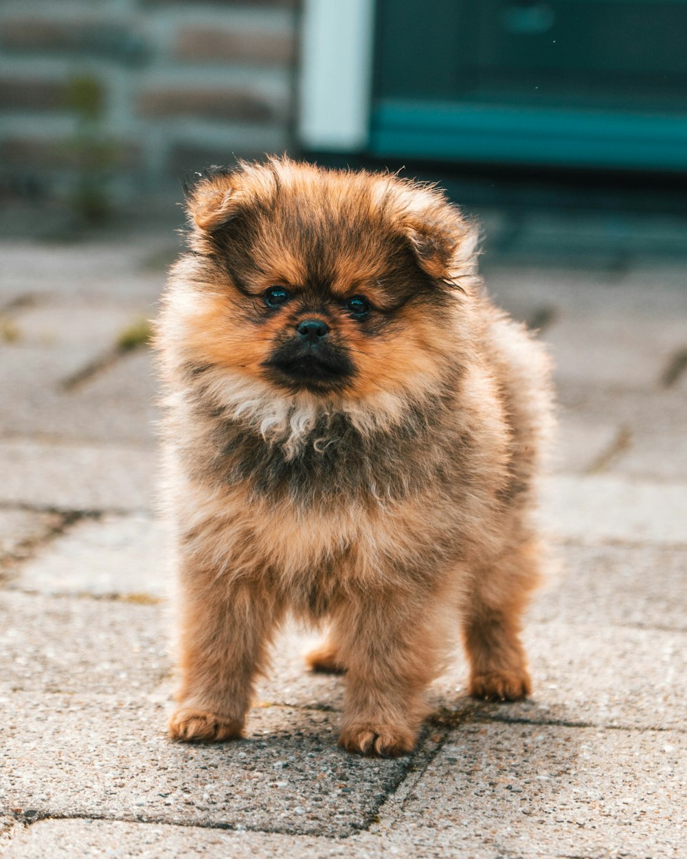 a small dog sitting on a sidewalk