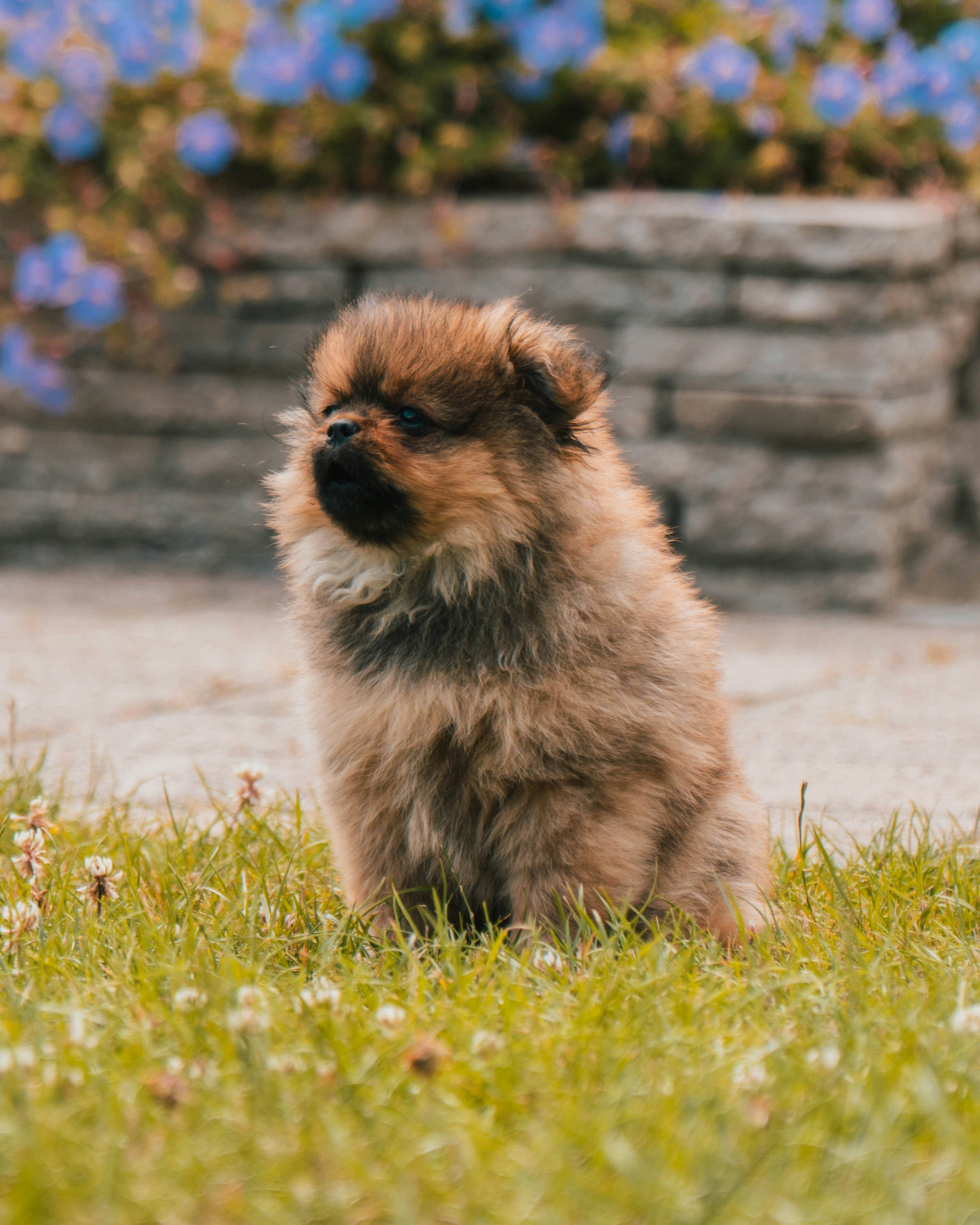 a small dog sitting in the grass