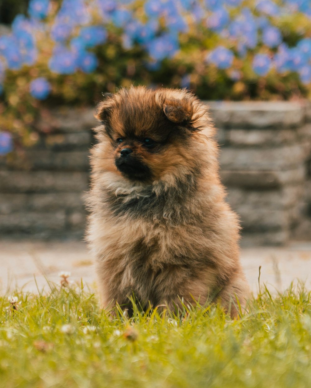 a small furry animal sitting in grass