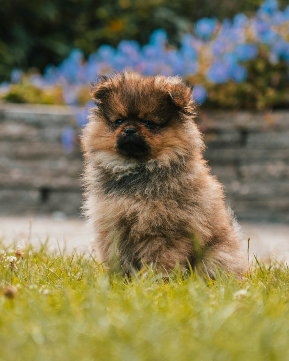 a small dog standing in grass