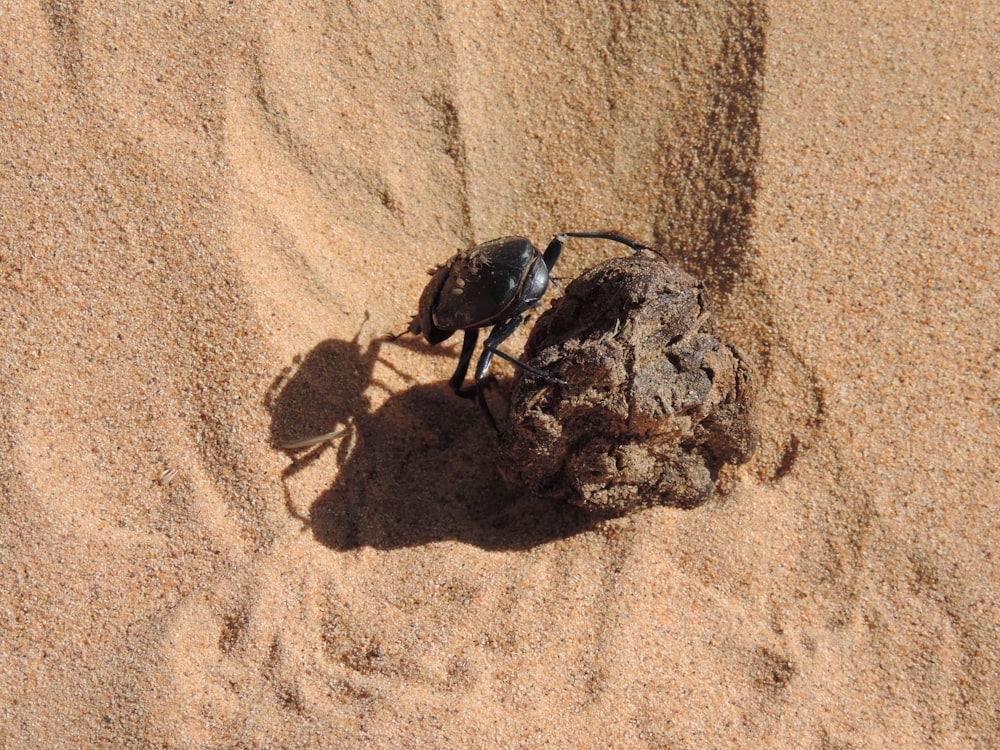 a crab on a rock