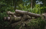 A pile of cut logs resting on a forest floor surrounded by lush greenery. Sunlight filters down through the trees, casting dappled shadows on the logs and the ground. The logs are stacked unevenly, with visible bark and rings showing age. Dense foliage and tall trees fill the background, creating a secluded, natural setting.