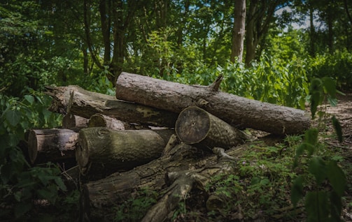 A pile of cut logs resting on a forest floor surrounded by lush greenery. Sunlight filters down through the trees, casting dappled shadows on the logs and the ground. The logs are stacked unevenly, with visible bark and rings showing age. Dense foliage and tall trees fill the background, creating a secluded, natural setting.