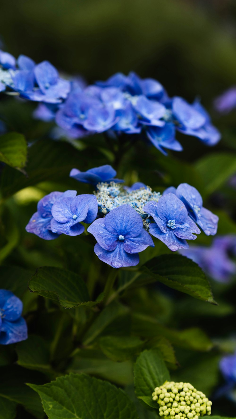 a group of blue flowers