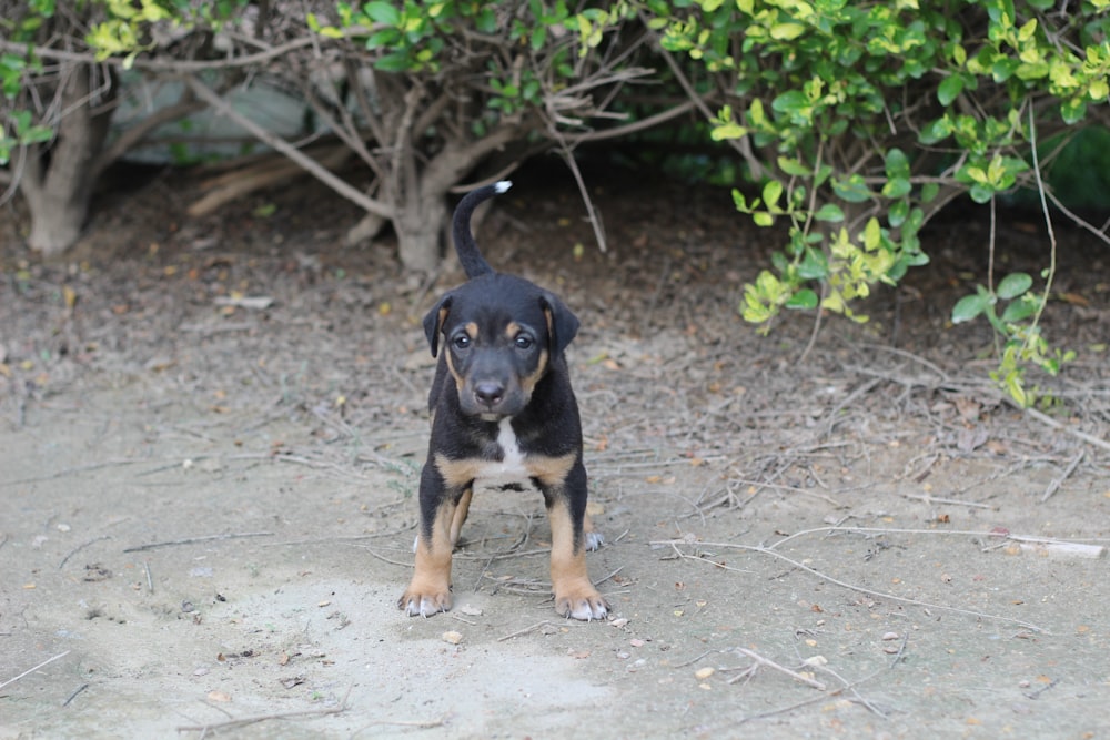 a dog standing on the ground