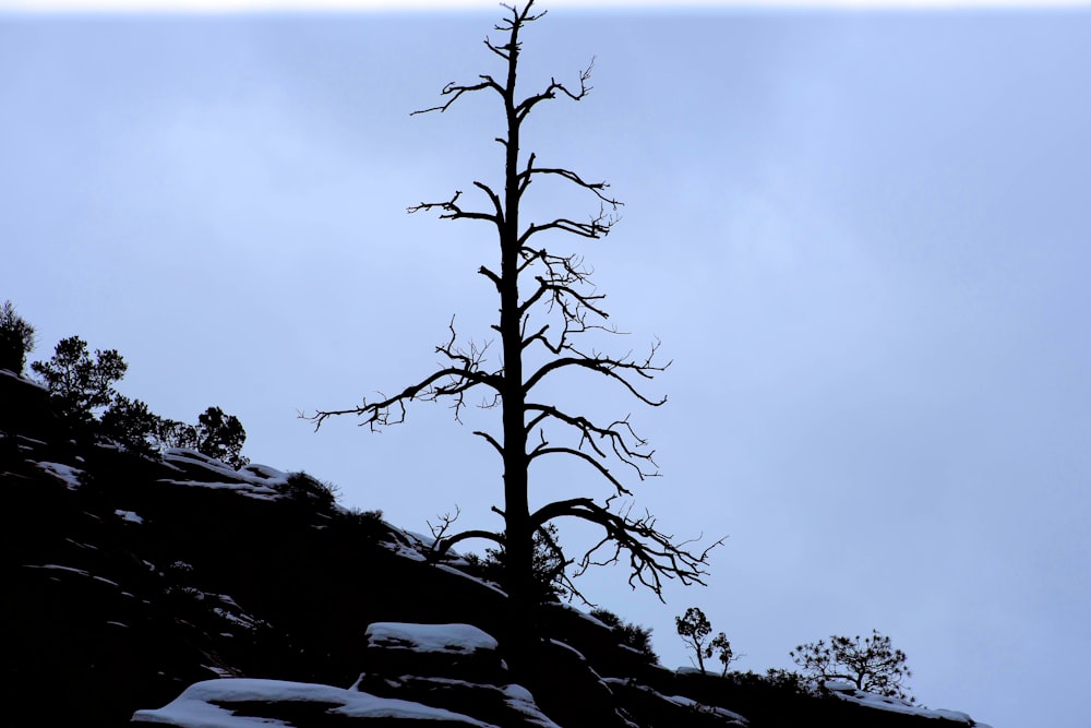 a tree with snow on it