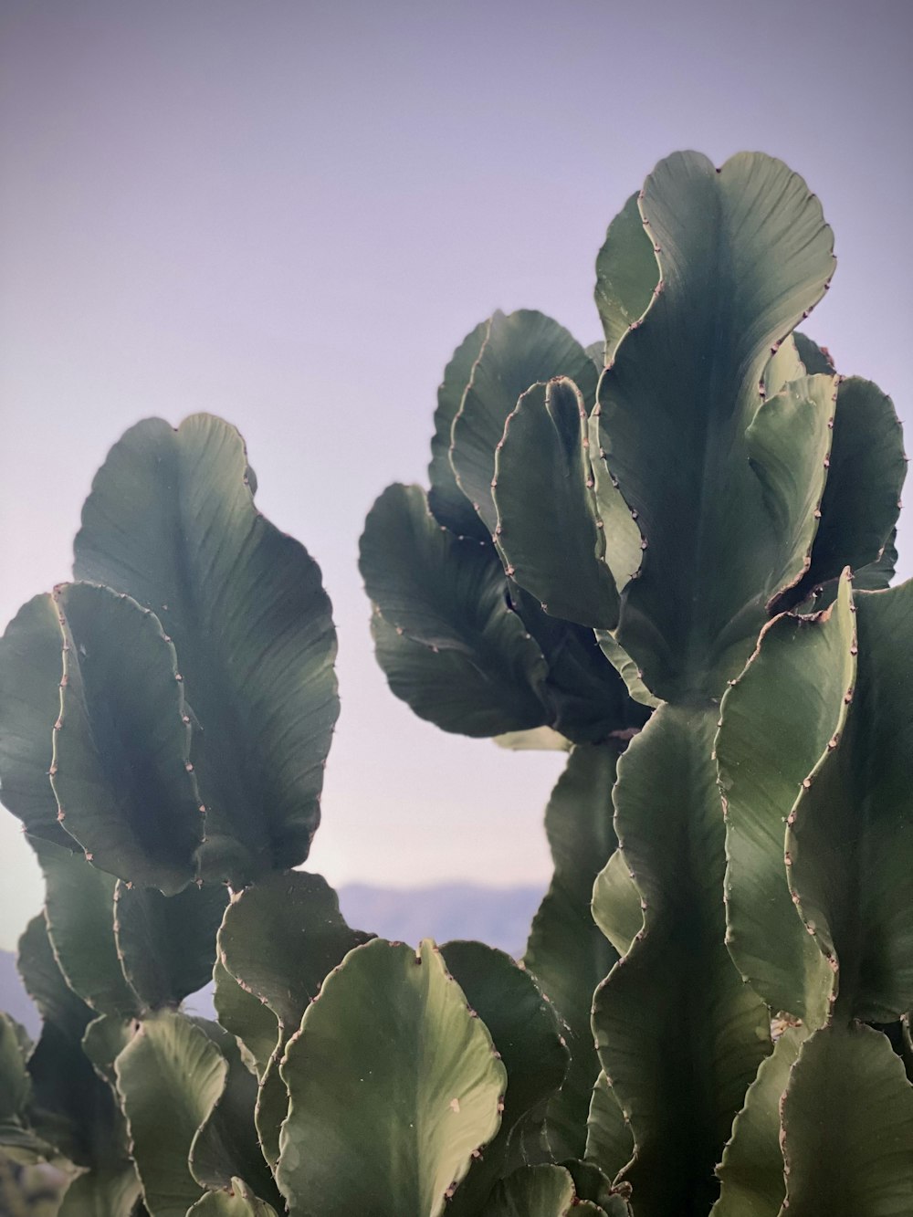 Un primer plano de algunas flores