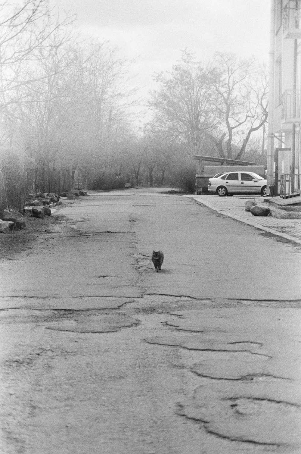 a dog walking on a road