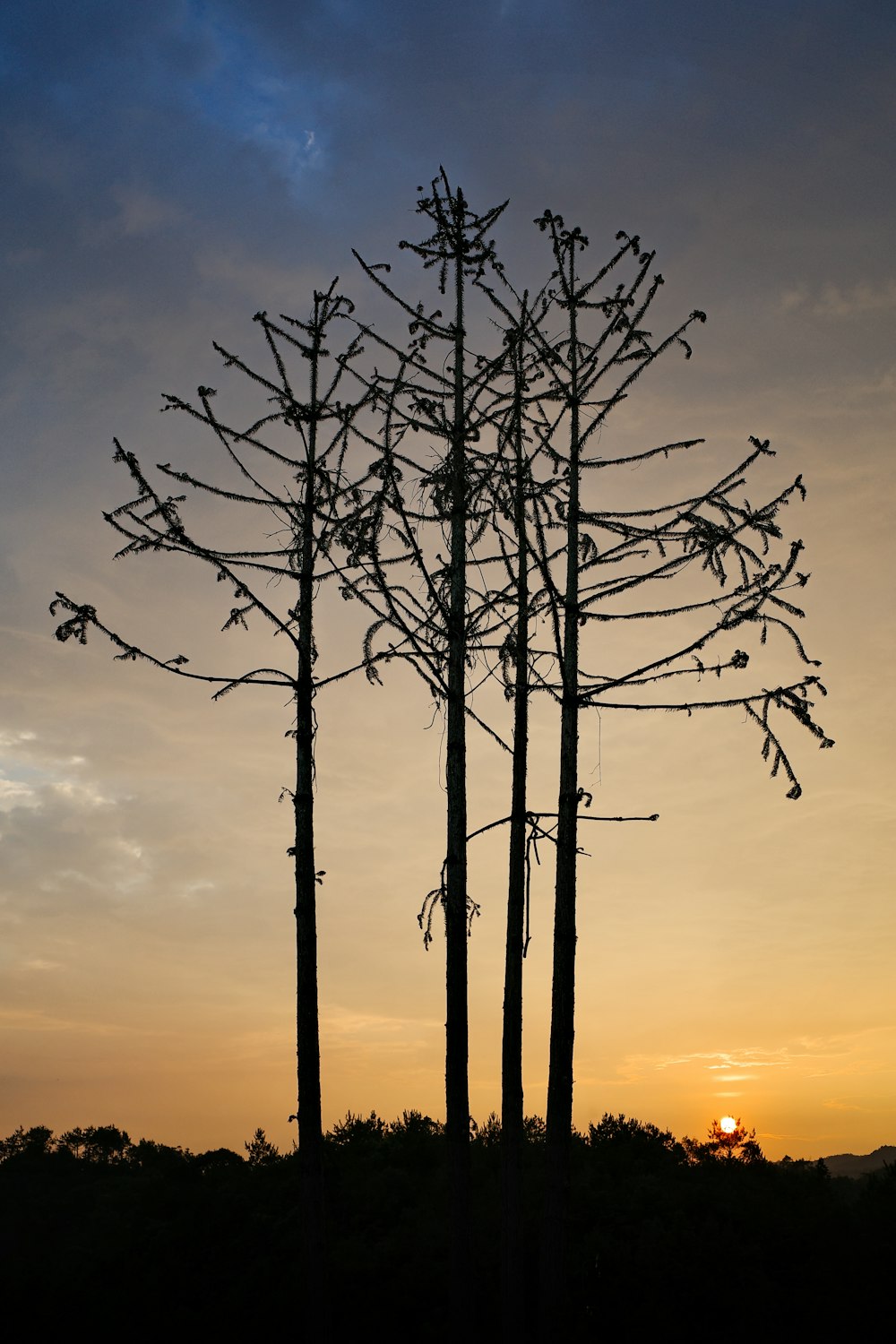 a group of trees with no leaves