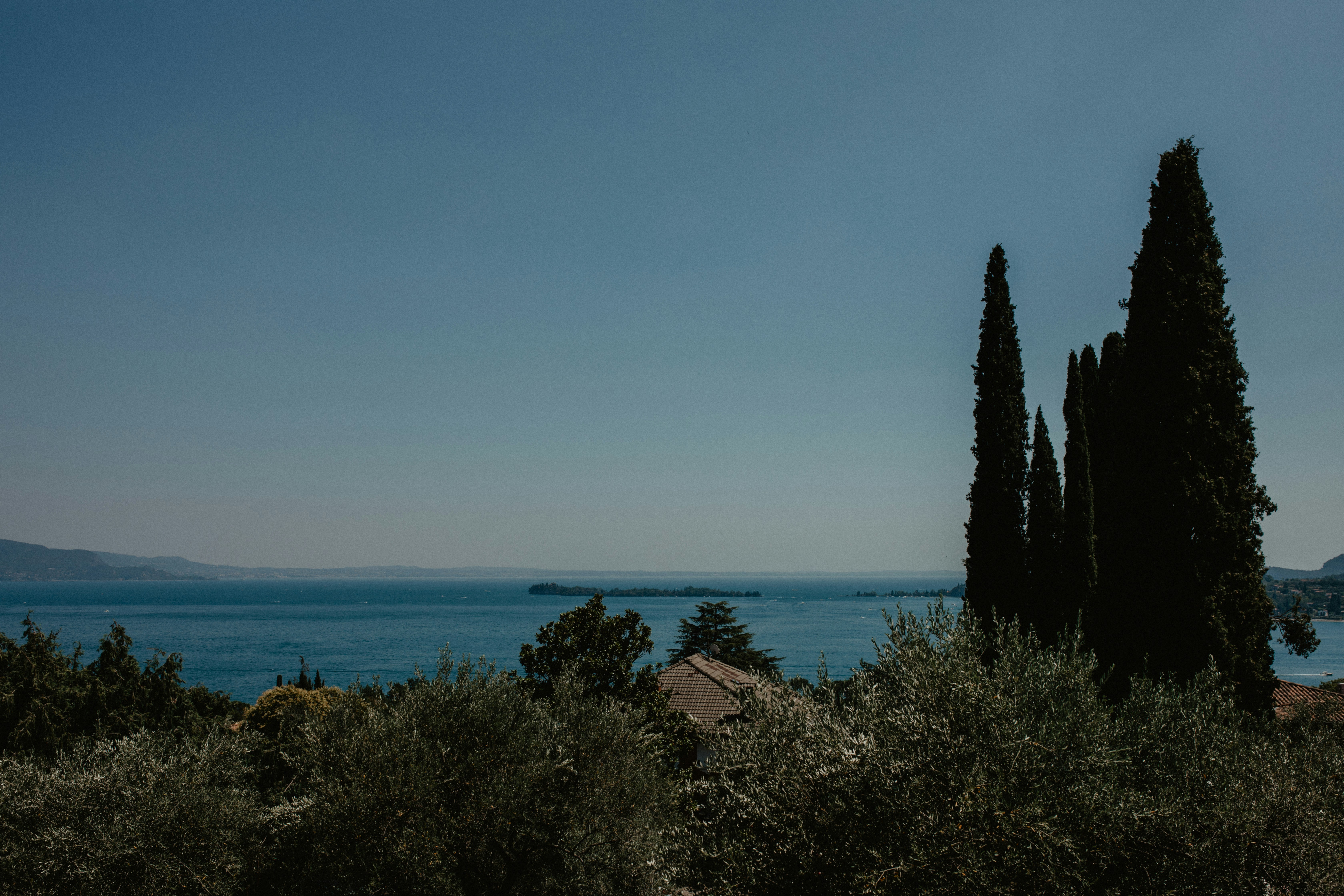 eine Baumgruppe neben einem Gewässer