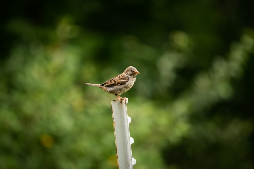 a bird perched on a post