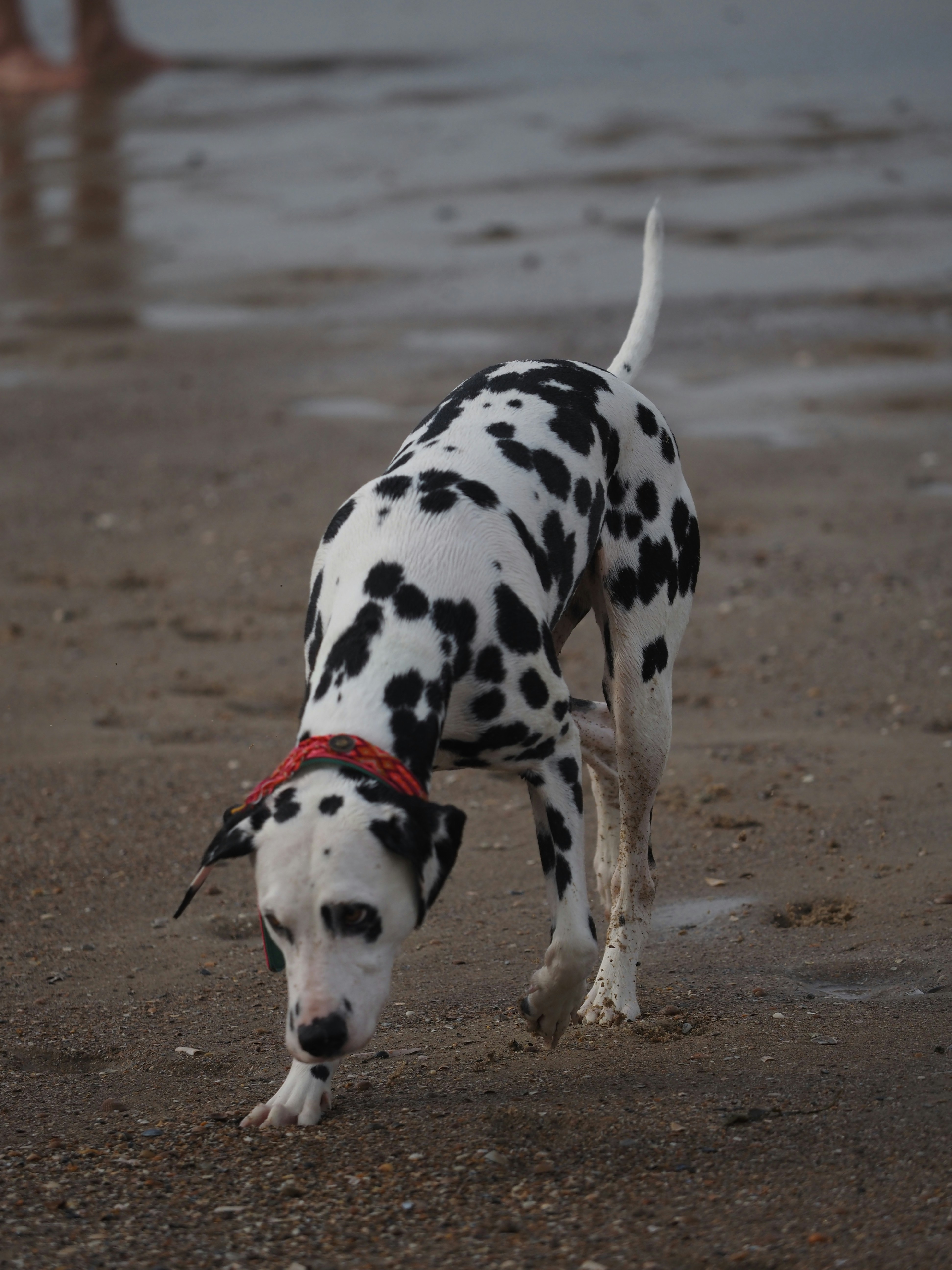 Photo by siemon_hmbrx