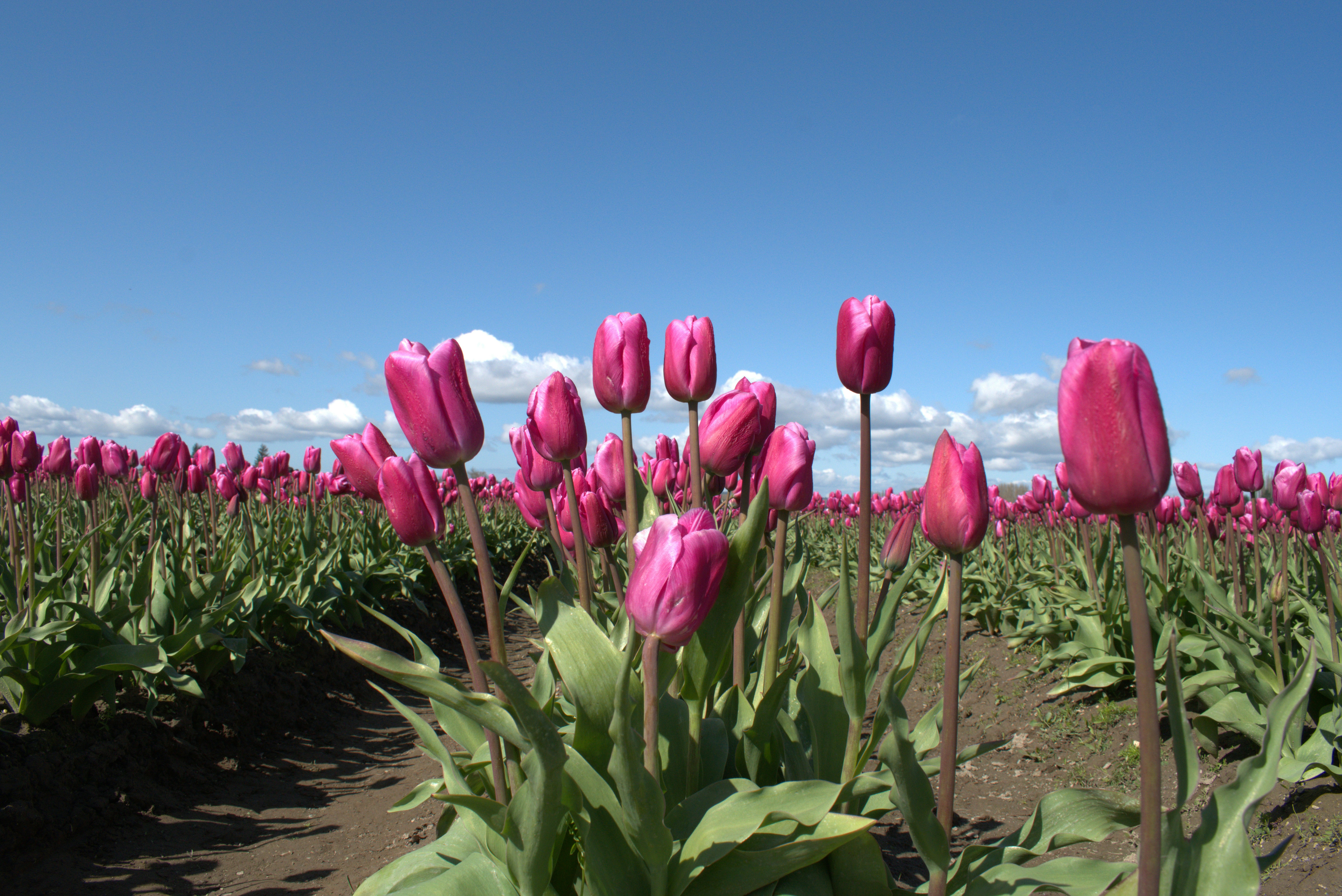 a field of pink flowers
