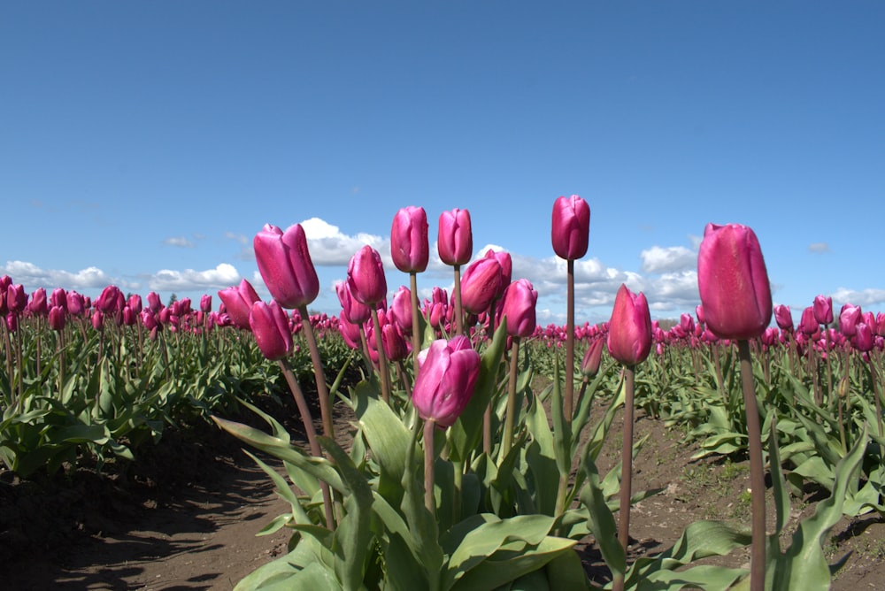 Un campo de flores rosadas