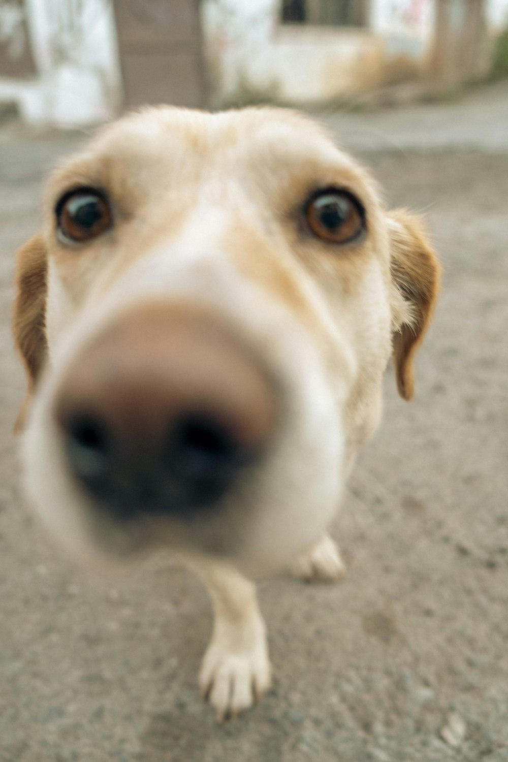 a dog looking at the camera