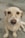 a dog looking at the camera