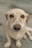a dog looking at the camera