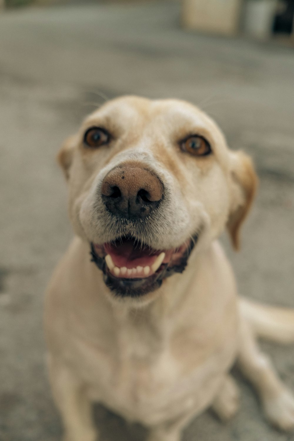 a dog with its mouth open