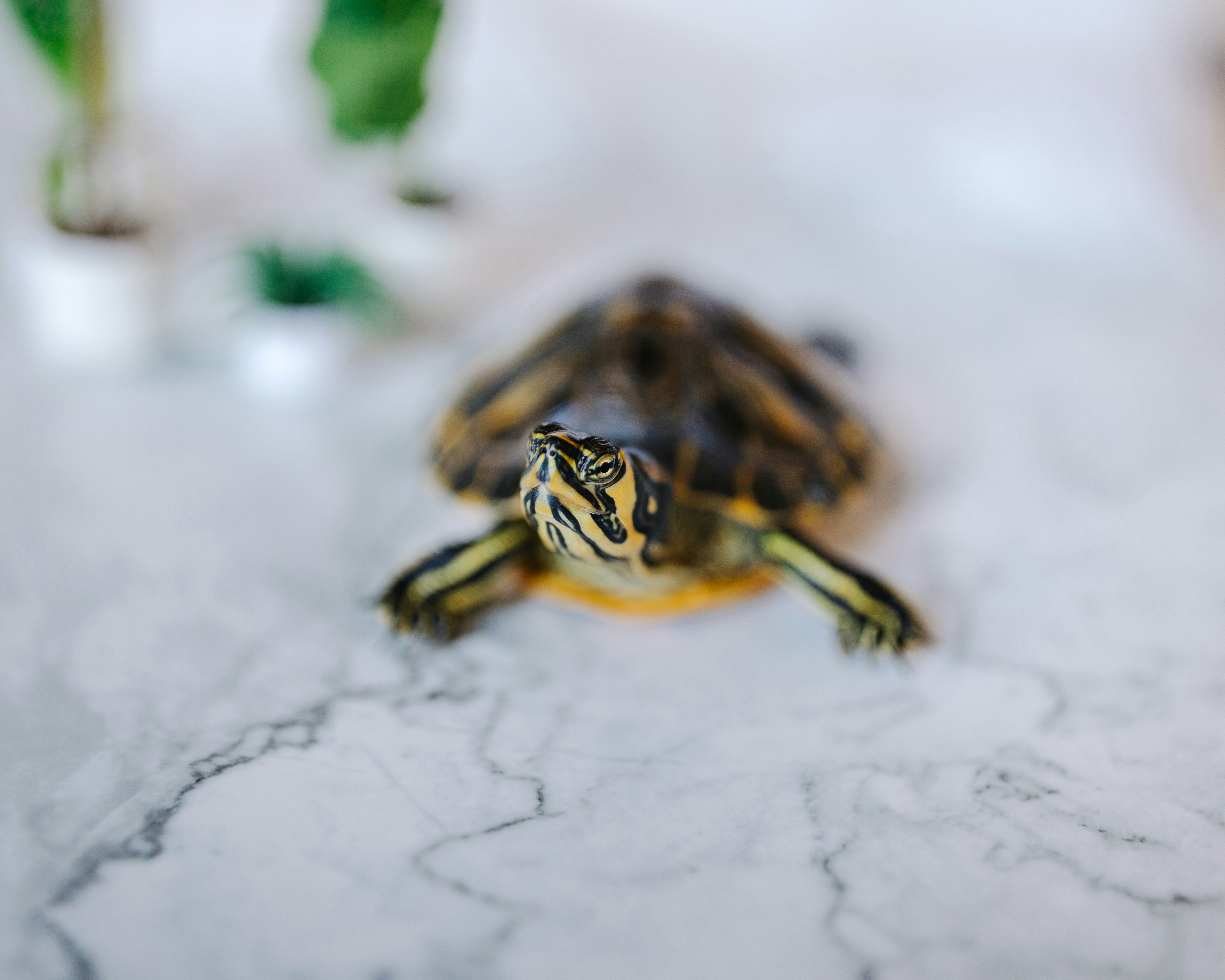 Photo by brittneyweng