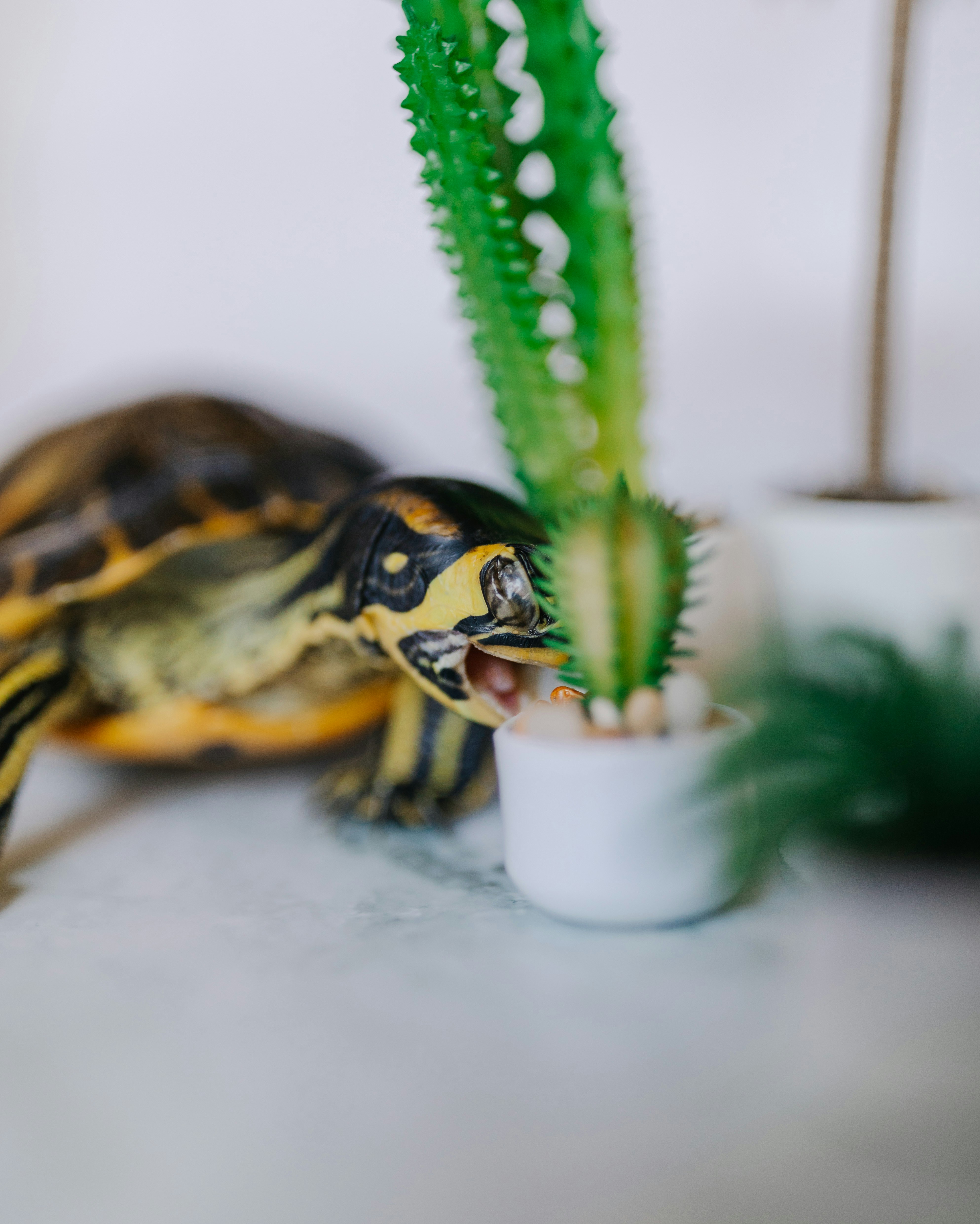 Photo by brittneyweng