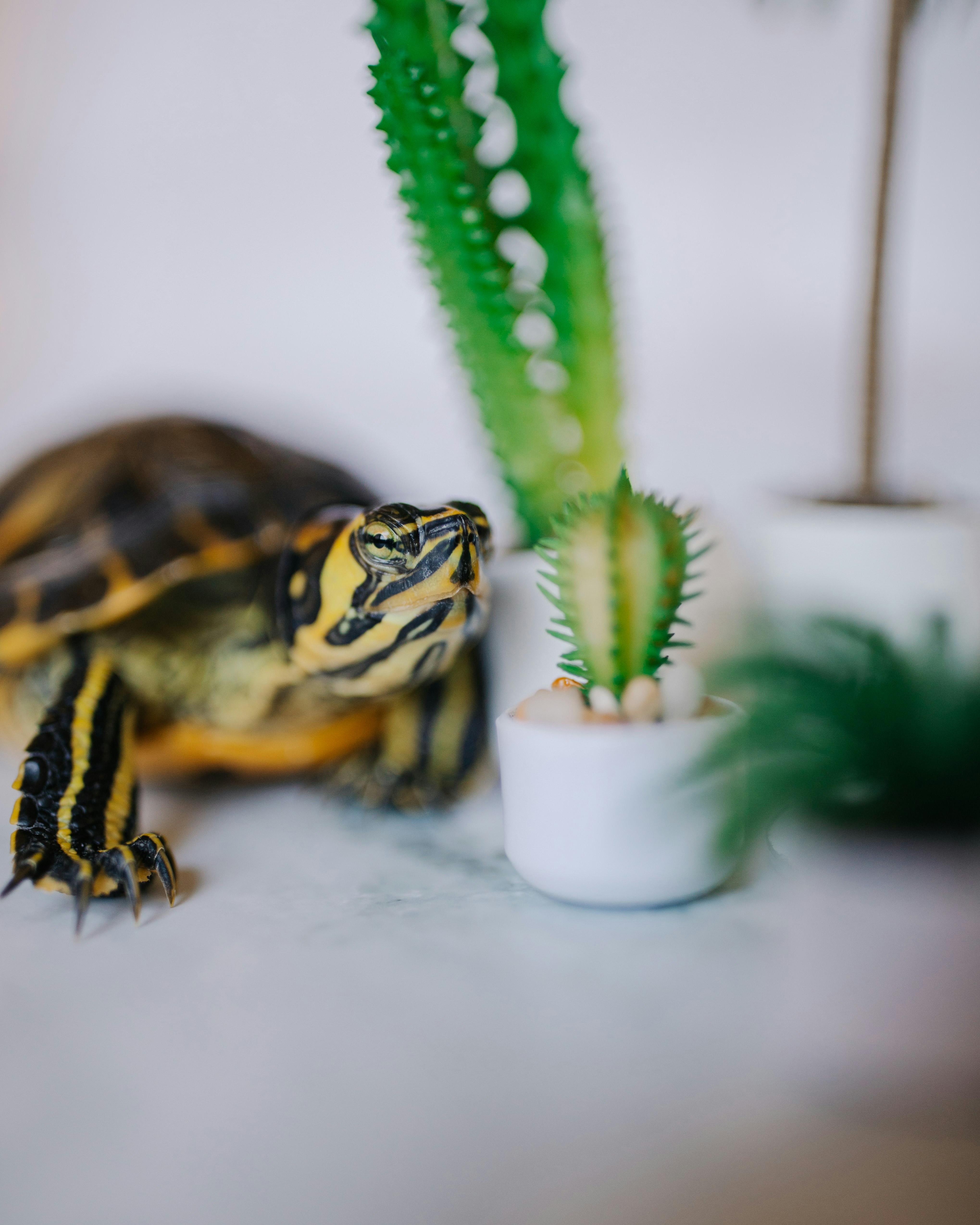 Photo by brittneyweng