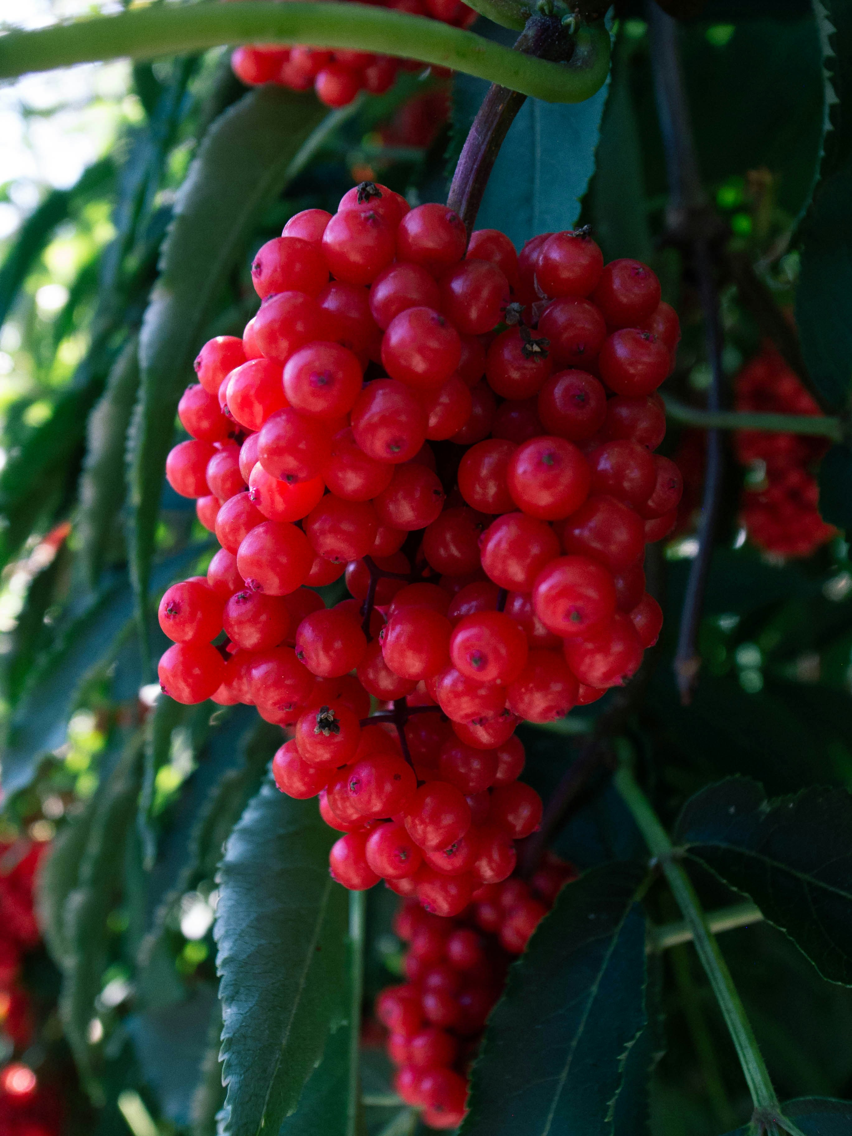 Photo by tristansosteric