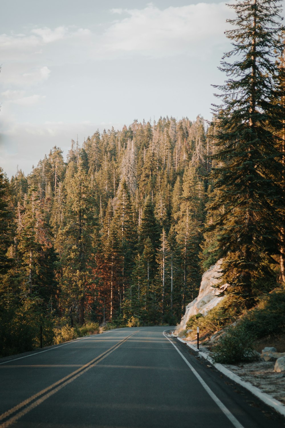 a road with trees on the side