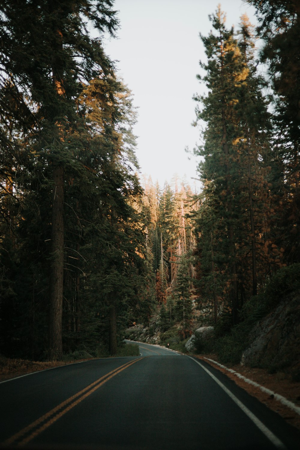 a road with trees on the side