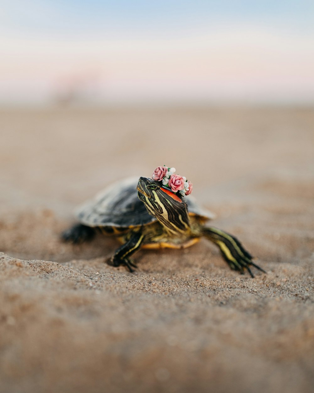 a turtle with a flower on its head