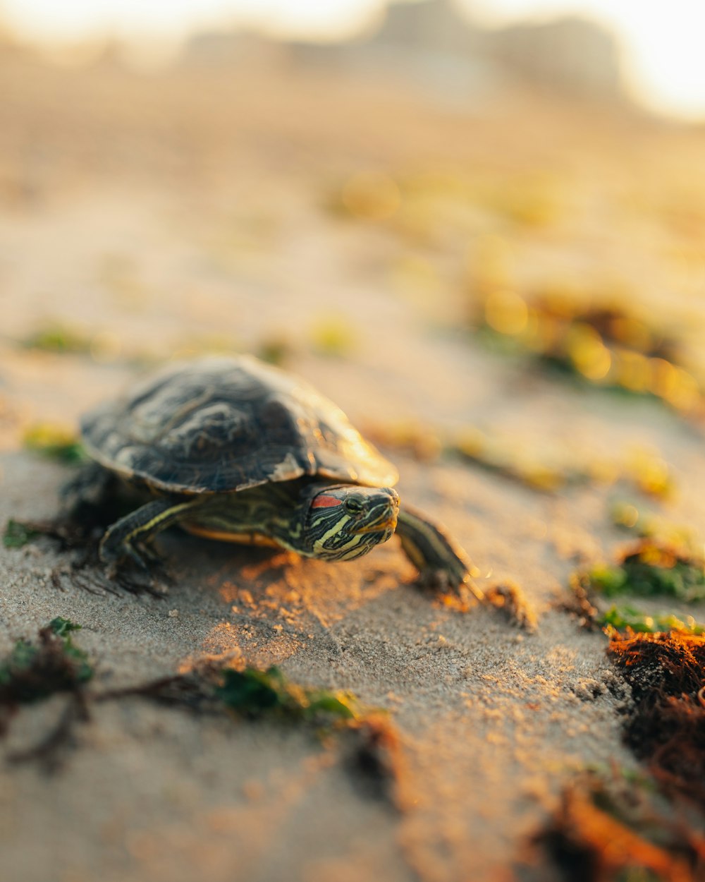 a turtle on the ground