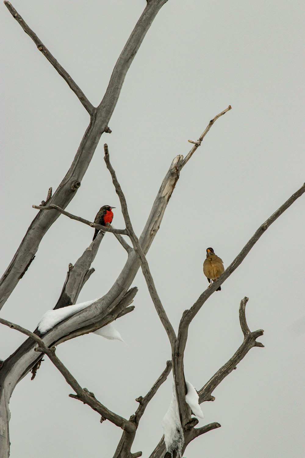 birds on a tree