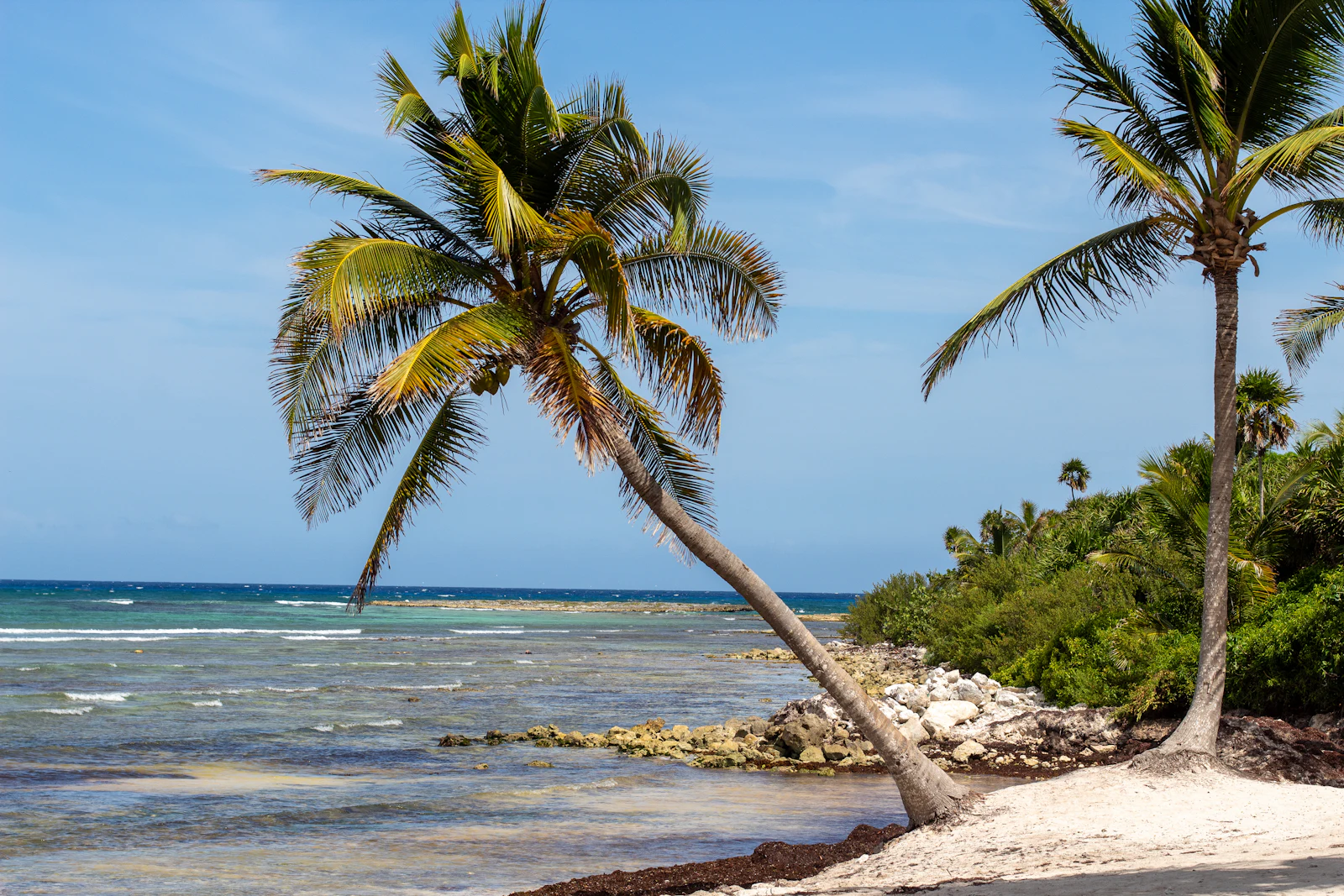 A beach lined with palm trees