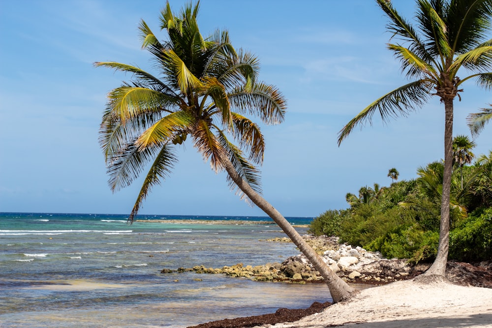 a beach with palm trees and water