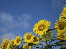 a group of sunflowers