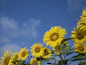 a group of sunflowers