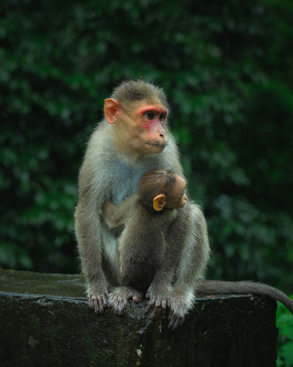 Ein Affe sitzt auf einem Felsen