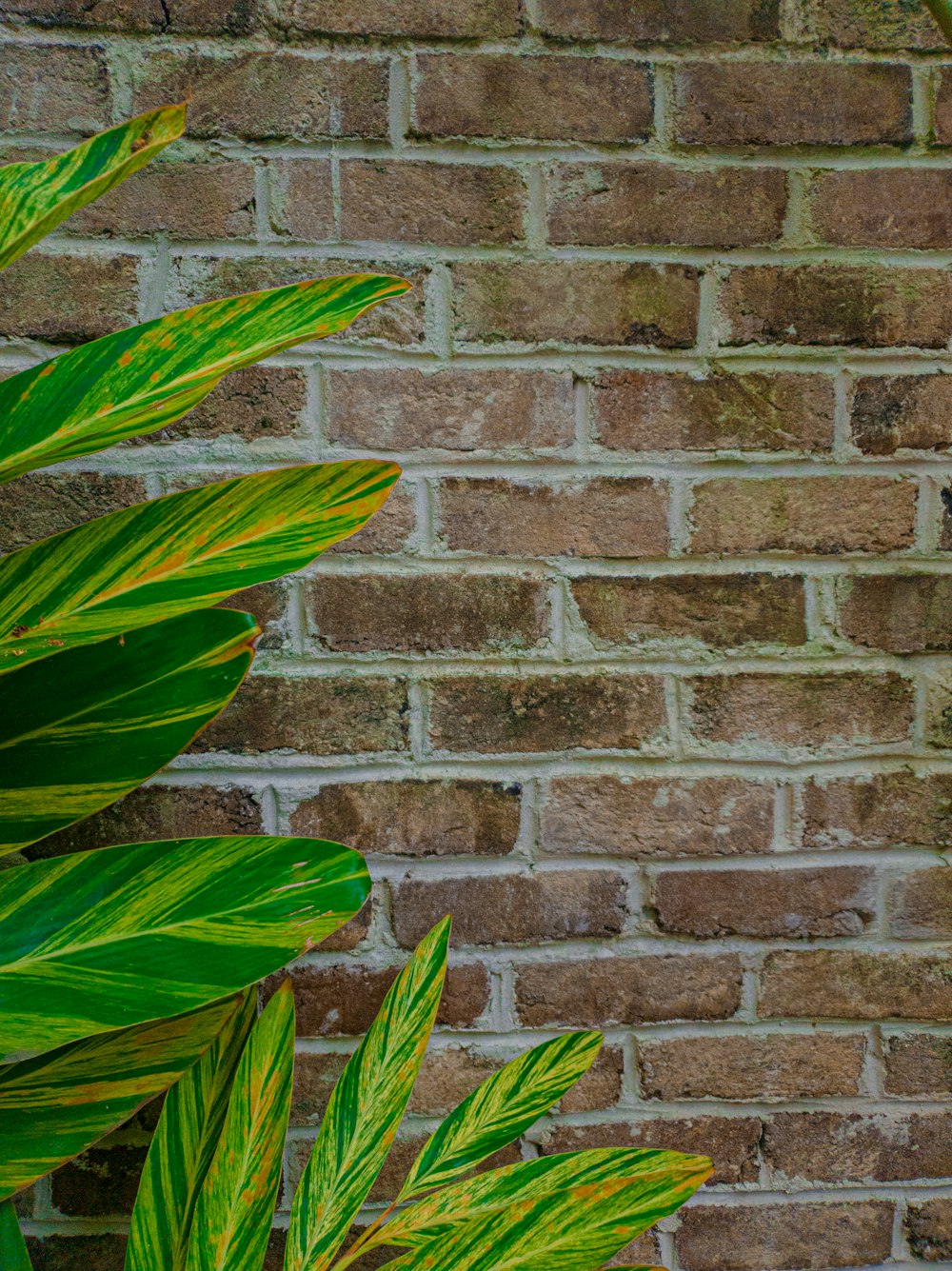 a brick wall with plants growing on it