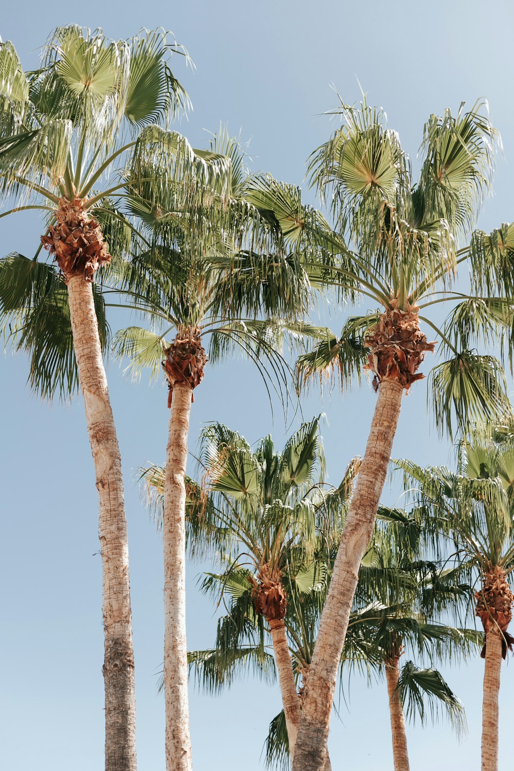 Un groupe de palmiers