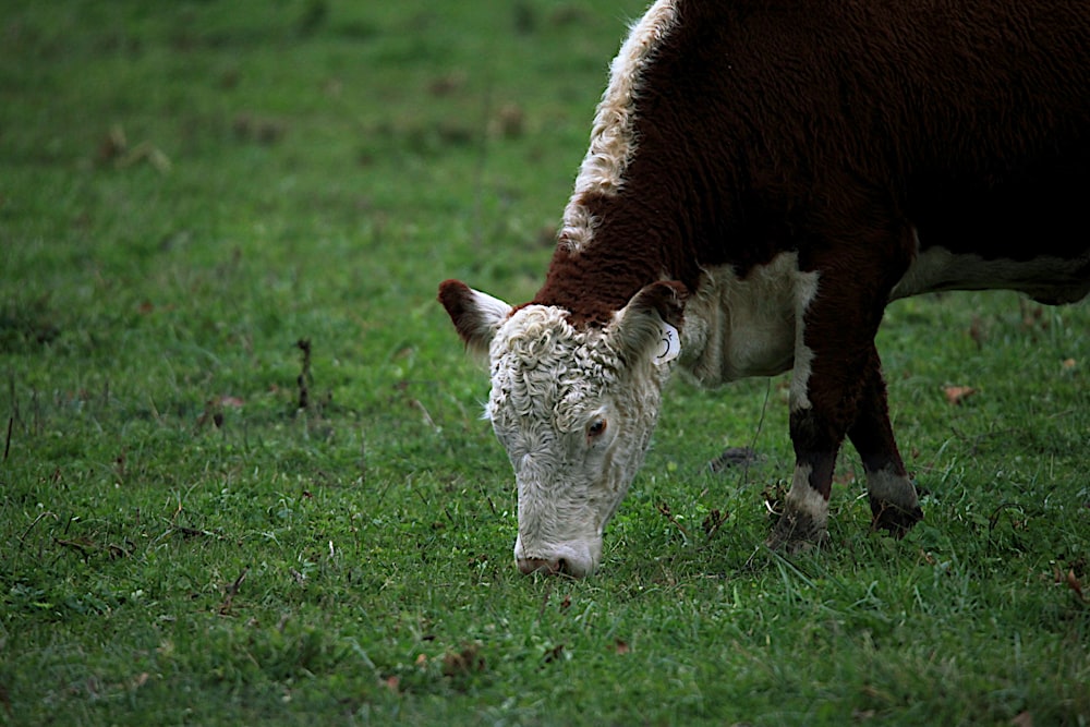 a cow grazing in a field