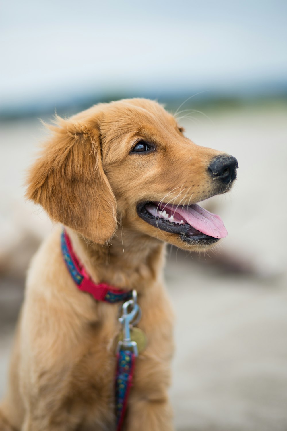 a dog with its tongue out