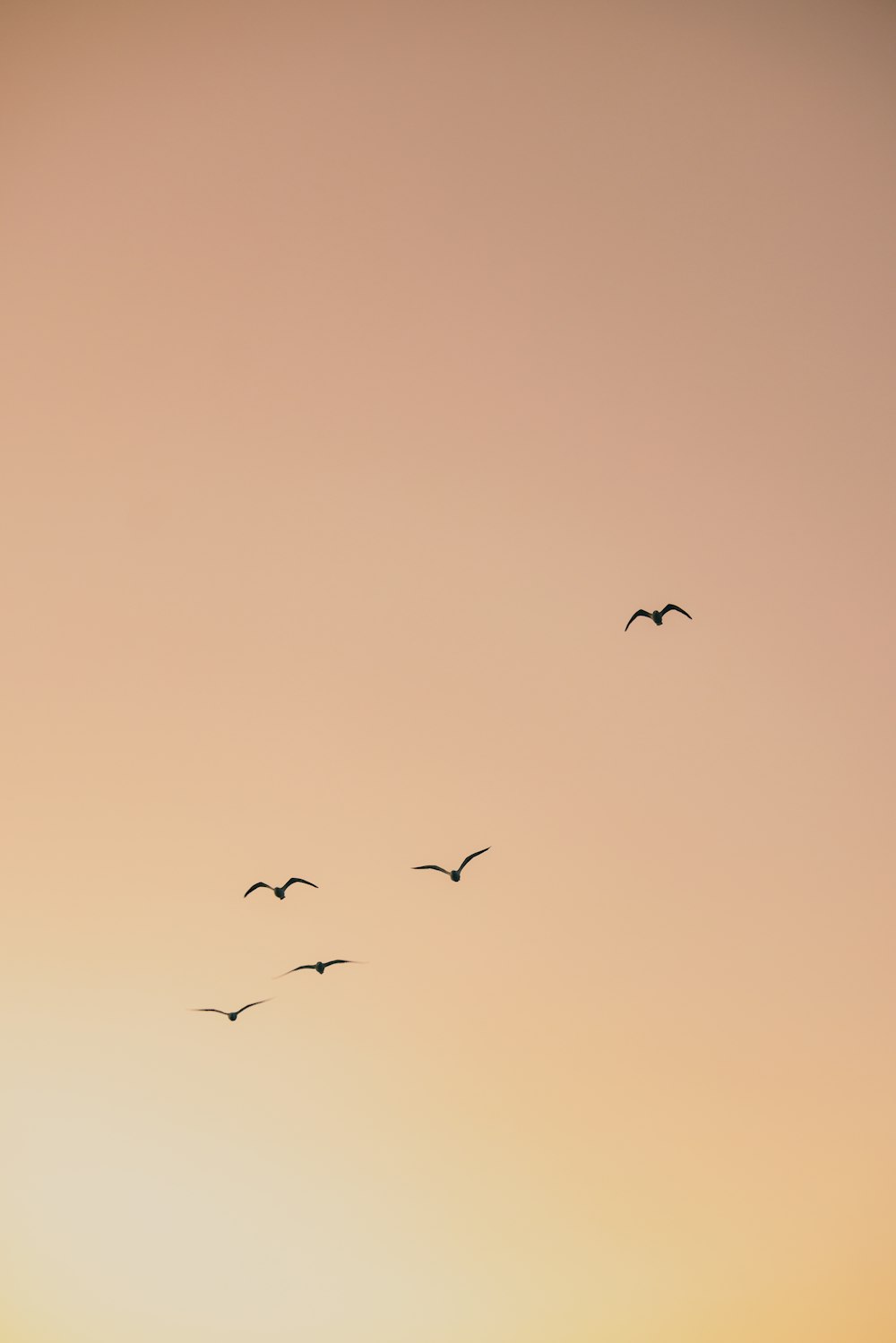 pássaros voando no céu