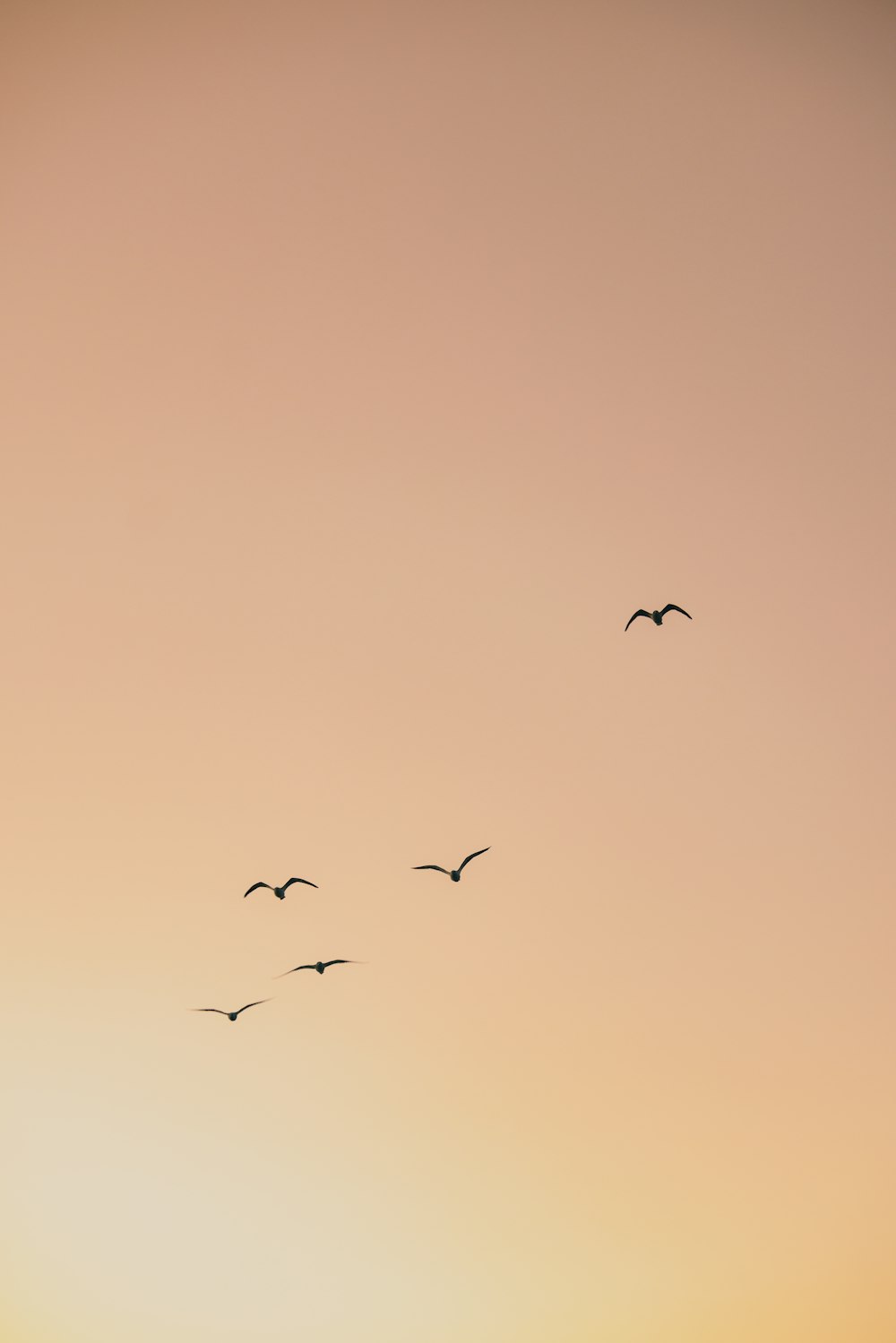 birds flying in the sky