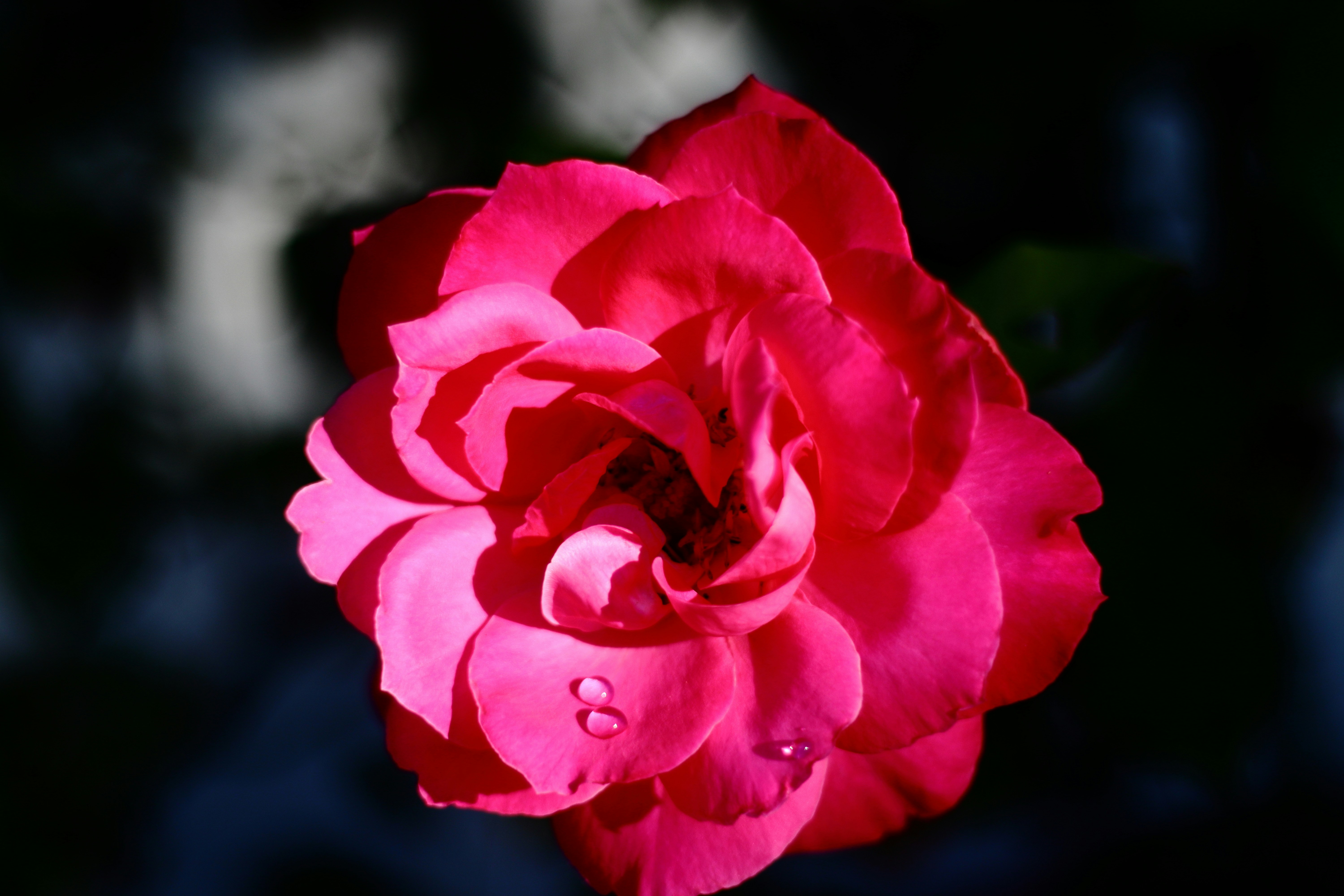 Photo by ucwhphotography