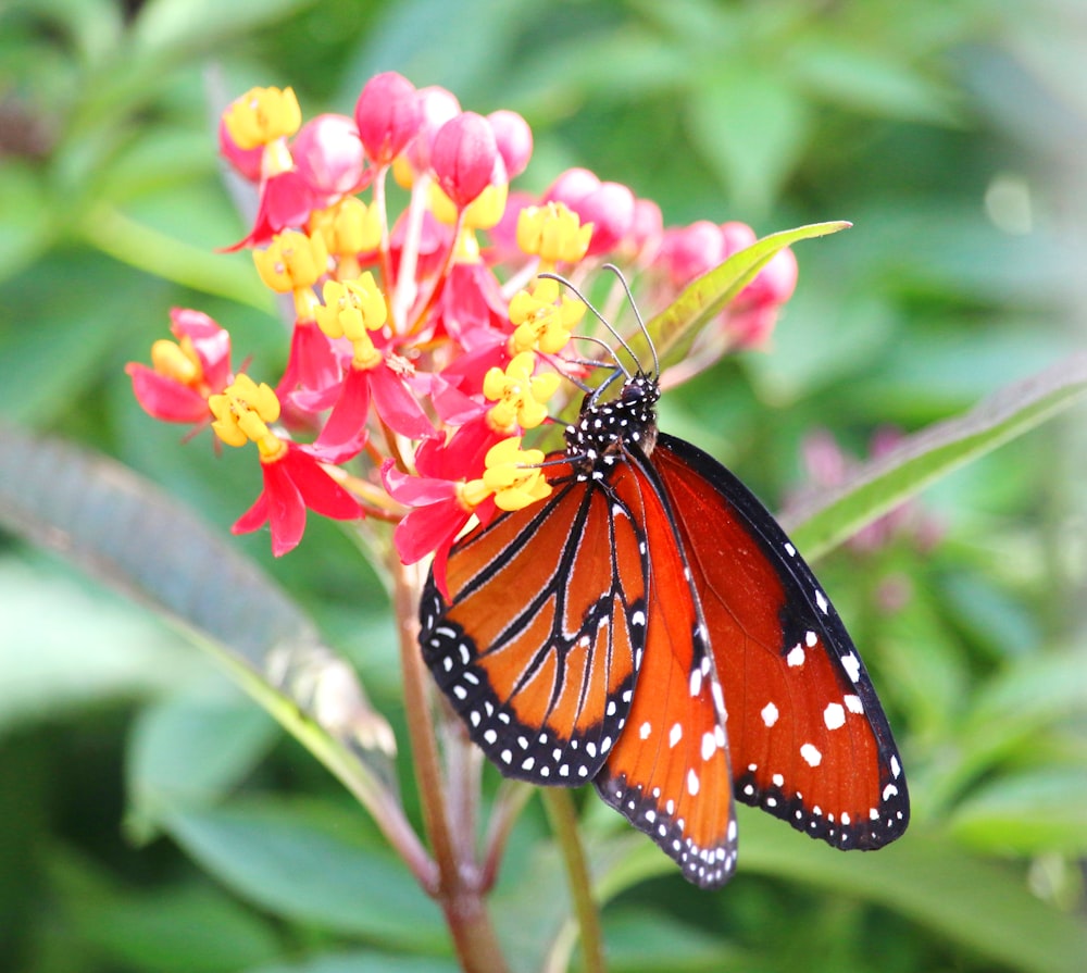 a butterfly on a flower