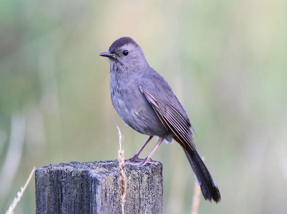 a bird on a wood post