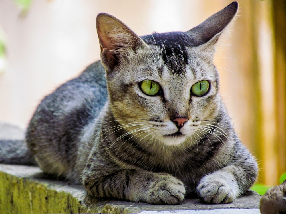 a cat lying on a wood surface